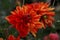 Dahlia Neo, striped flowers, red and orange blooms