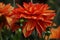 Dahlia Neo, striped flowers, red and orange blooms