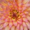 Dahlia Pattern