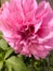 Dahlia `Pink Petticoat `.Dahlia Ã¢â‚¬ËœBerliner KleeneÃ¢â‚¬â„¢ is a shorter dahlia that is a profuse bloomer.Dahlia Flower Garden