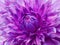 Dahlia pink-violet flower. Macro. Motley big flower. Background from a flower.