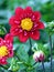 Dahlia pinnata with red flowers