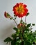 Dahlia plant on white background red tipped yellow petals with yellow eye