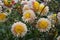 Dahlia Polka, anemone like flowers, peach-coral blooms