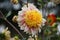 Dahlia Polka, anemone like flowers, peach-coral blooms