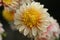 Dahlia Polka, anemone like flowers, peach-coral blooms