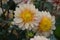 Dahlia Polka, anemone like flowers, peach-coral blooms