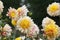 Dahlia Polka, anemone like flowers, peach-coral blooms