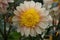 Dahlia Polka, anemone like flowers, peach-coral blooms