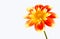 Dahlia pooh flower