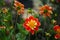 Dahlia Pooh Swan Island, anemone flowered blooms