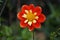 Dahlia Pooh Swan Island, anemone flowered blooms