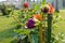 Dahlia purple flowers at lawn outside of safadarjung tomb memorial at foggy winter morning