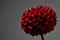 Dahlia red fox, dark red pompom dahlia, grey background