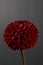 Dahlia red fox, dark red pompom dahlia, grey background