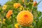 Dahlia ryecroft delight yellow flower round bloom