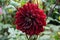 Dahlia Sam Hopkins, deep blackberry blooms