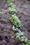 Dahlia seedlings in soil