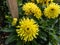 Dahlia \\\'Soleil soleil\\\' blooming with bright yellow flowers in garden in autumn