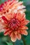 Dahlia Striped Nagano flower, just opening