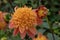 Dahlia Sword Dance, anemone-shaped salmon-orange flowers