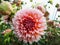 Dahlia \\\'Tautas dziesma\\\' blooming with salmon colored, double petaled and open centered flowers with white edges