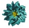 Dahlia turquoise flower on an isolated white background with clipping path. Closeup. No shadows.