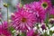 Dahlia Veritable, semi-cactus lavender pink blooms