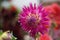 Dahlia Veritable, semi-cactus lavender pink blooms