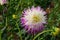 Dahlia Veritable, semi-cactus lavender pink blooms