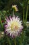 Dahlia Veritable, semi-cactus lavender pink blooms