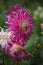 Dahlia Veritable, semi-cactus lavender pink blooms