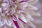 Dahlia Violet Purple Pink White Sideview Closeup Macro