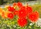 Dahlia Vulcan semi-cactus Dahlia red orange flowers