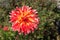 Dahlia `Vuurvogel` also called `Firebird` in the garden, close-up. A stunning semi-cactus dahlia with double, red flowers