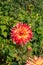 Dahlia of the \\\'Vuurvogel\\\' variety in the garden. A stunning semi-cactus dahlia with double, red flowers