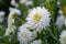 Dahlia white flowers during blossoming