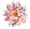 Dahlia White-pink flower on an isolated white background with clipping path. Closeup. No shadows.