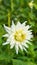 Dahlia White Star flower semi-cactus dahlia tuber in garden with natural blurred background