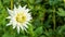 Dahlia White Star flower semi-cactus dahlia tuber in garden with natural blurred background