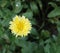 Dahlia, yellow colour fresh dahlia flower with blurred background. top view