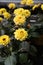 Dahlia yellow figaro, Seedlings in the pots in the garden center, summer time