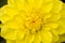 Dahlia yellow flower