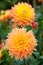 Dahlia yellow and orange flowers in garden full bloom