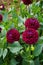 Dahlia Zirconia, dark purple blooms