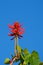 Dahlia â€˜Ryecroft Pixie Cactus dahlia Blue Sky