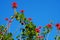 Dahlia Ã¢â‚¬ËœRyecroft Pixie Cactus dahlia Blue Sky
