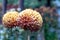 Dahlias in Chinese garden during fall