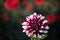 Dahlias flower