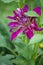 Dahlias flower on blurred background